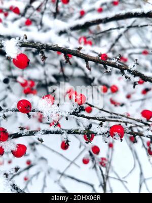 Bacche rosse ricoperte di neve appena caduta in inverno mattina Foto Stock