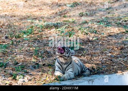 Un cucciolo di tigre bianco che brulica mentre si siede accanto ad un fossato asciutto, nel recinto della tigre al Parco Zoologico Nazionale di Delhi, conosciuto anche come lo Zoo di Delhi. Foto Stock