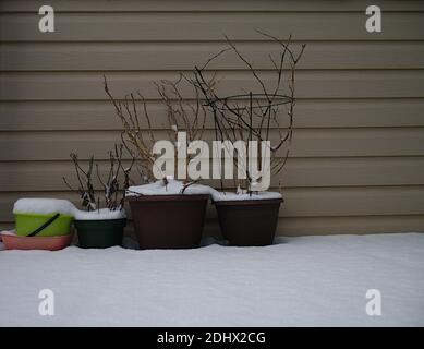 Triste raccolta di vasi di piante di plastica con piante morte su un balcone coperto di neve a Ottawa, Ontario, Canada. Foto Stock
