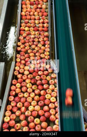 Mele su nastro trasportatore durante il processo di lavaggio in un fruttificio, Valtellina, provincia di Sondrio, Lombardia, Italia Foto Stock