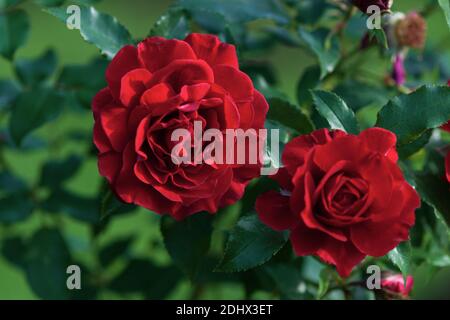 Rose rosse in fiore, Lady Ryder di Varsavia arbusto moderno allevato da Harkness Foto Stock
