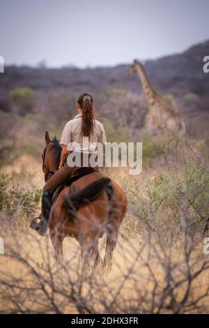 Brunette a cavallo orologi giraffa in cespugli Foto Stock