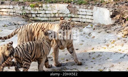 Una tigre bianca femminile, guardando attentamente i suoi cuccioli, all'interno del recinto della tigre al Parco Zoologico Nazionale di Delhi, conosciuto anche come lo Zoo di Delhi. Foto Stock