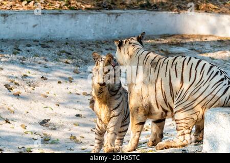 Un cucciolo bianco di tigre del Bengala allo Zoo di Delhi, che mostra amore e affetto, raggiungendo con la zampa per toccare delicatamente il volto della tigre madre. Foto Stock