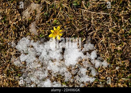 Dopo un lungo inverno, i primi fiori iniziano a fiorire nella neve di campo Imperatore. Catena montuosa del Gran Sasso, Gran Sasso e Monti della Laga nati Foto Stock