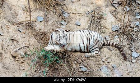 Un cucciolo di tigre bianco, adagiato sul suo lato e guardato attentamente, nel recinto della tigre al Parco Zoologico Nazionale, conosciuto anche come lo Zoo di Delhi. Foto Stock