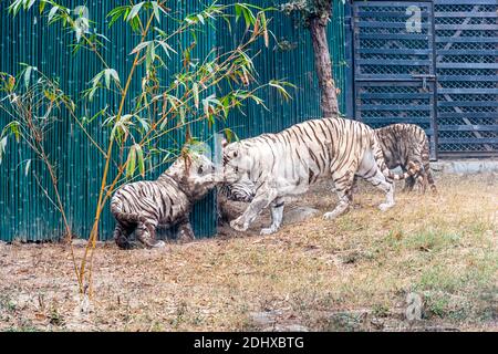 Una tigre bianca femminile che gioca con i suoi cuccioli all'interno del recinto della tigre al Parco Zoologico Nazionale di Delhi, conosciuto anche come lo Zoo di Delhi. Foto Stock