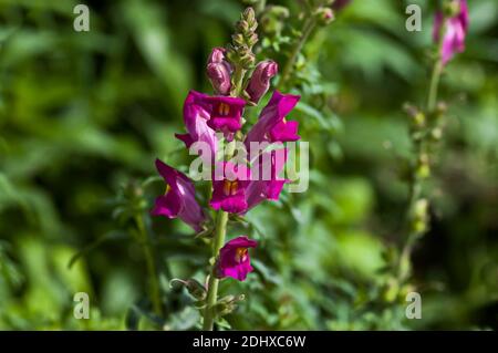 Antirrhinum majus bocca di leone fiori nel giardino, Zavet, Bulgaria Foto Stock