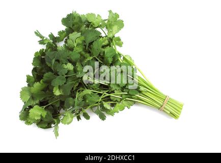 Il coriandolo coriandrum sativum contro uno sfondo bianco Foto Stock