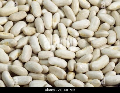 Il francese di fagioli bianchi o Mogette da Vendee, phaseolus vulgaris Foto Stock