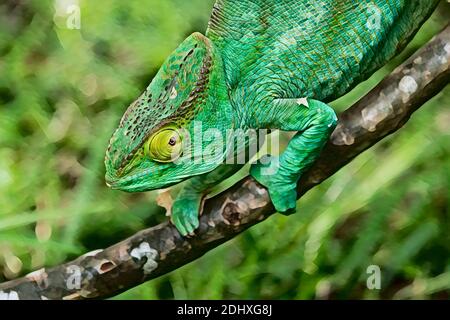 Madagascar, Nosy Be (Grande Isola). Lemuria Land, camaleonte gigante malgascio aka camaleonte di Oustalets (Furcifer oustaleti), immaturo. Computer migliorato. Foto Stock