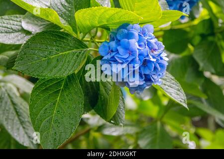 Bella fioritura idrangea cespuglio con fiori blu e foglie verdi con gocce di pioggia, che cresce in un giardino estivo Foto Stock