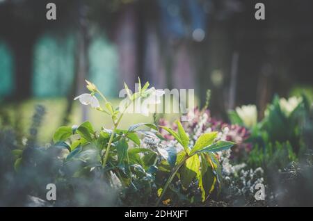 snowbell helleborus fiore sempreverde in primavera inverno Foto Stock