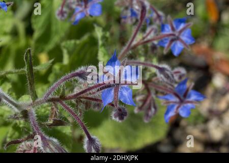 Borage fiori a volte chiamato fiore stella Borago officinalis è un erbe medicinali con foglie e fiori commestibili Foto Stock