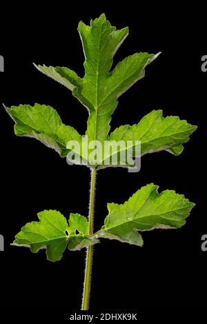 Pastinaca di mucca, Hogweed comune, Hogweed, pastinaca di mucca americana (Heracleum sphondylium), foglia in controluce contro sfondo nero Foto Stock