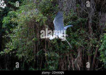 Un eroe Cocoi prende il volo nella foresta pluviale lungo il fiume Mutum, (Rio Mutum) delle zone umide Pantanal nel più grande e vitale ecosistema del mondo Foto Stock