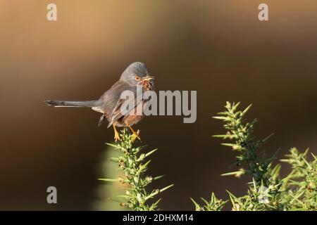 Maschio Dartford Warbler-Sylvia undata in canzone arroccato su comune Gorse-Ulex. Autunno Foto Stock