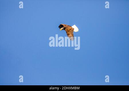 Aquila calva che vola in cielo blu con spazio per la copia. Foto Stock