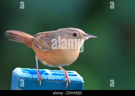 Southern House Wren (Troglodytes musculus), arroccato su una parete blu Foto Stock