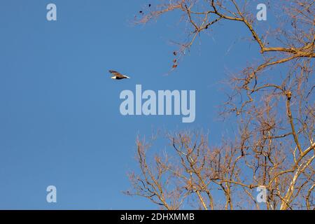 Aquila calva che vola in cielo blu con spazio per la copia. Foto Stock