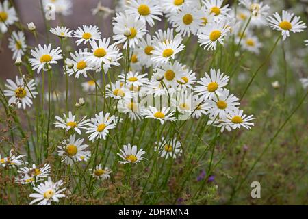 Margherite di occhio di bue Leucantheum vulgare che cresce nel prato di fiori selvaggi UK Foto Stock