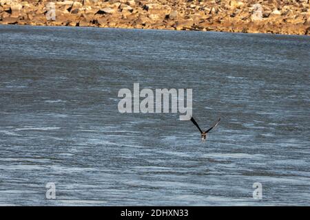 Osprey pesca in fuga sul fiume accanto alla diga nel Maryland. Foto Stock