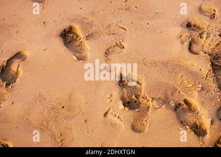 Impronte nella sabbia sulla costa dell'isola Di Sylt nel mare del nord Foto Stock