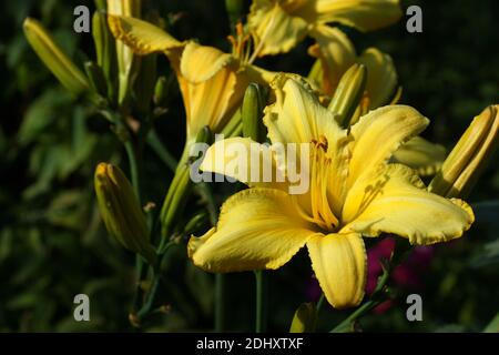 Giallo Finch Daylilies ragni. Giallo daylilies fiorire all'aperto. Foto Stock