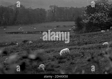 Pecore pascolano su pascoli nella zona delle Black Mountains del Parco Nazionale di Brecon Beacons nel Monboccuthshire, Galles del sud-est Foto Stock