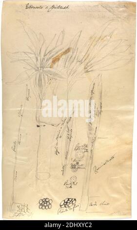 Crinum zeylanicum, Luigi Balugani, 1737–1770, italiano, non trattato, grafite e inchiostro nero su vellum, foglio: 11 x 6 3/4 pollici (27.9 x 17.1 cm), gigli, steli Foto Stock