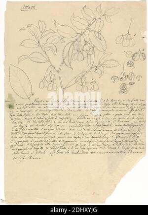 Attath (Maytenus arguta), Luigi Balugani, 1737–1770, italiano, non satinato, grafite su carta media, leggermente testurizzata, carta lesa beige, foglio: 12 3/8 x 8 5/8 pollici (31.4 x 21.9 cm), sezioni trasversali, foglie, baccello, trifoglio Foto Stock