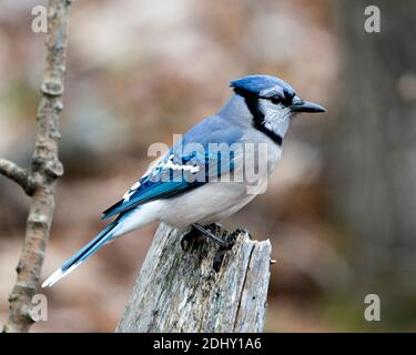 Foto d'archivio Blue Jay. Blue Jay appollaiato su un ramo con uno sfondo sfocato nell'ambiente e nell'habitat della foresta. Immagine. Immagine. Verticale. Guardando a. Foto Stock