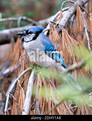 Foto d'archivio Blue Jay. Blue Jay appollaiato su un ramo con uno sfondo sfocato nell'ambiente e nell'habitat della foresta. Immagine. Immagine. Verticale. Guardando a. Foto Stock