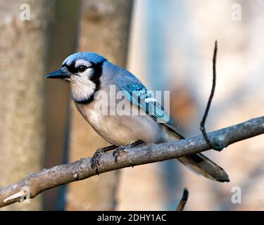 Foto d'archivio Blue Jay. Blue Jay appollaiato su un ramo con uno sfondo sfocato nell'ambiente e nell'habitat della foresta. Immagine. Immagine. Verticale. Guardando a. Foto Stock