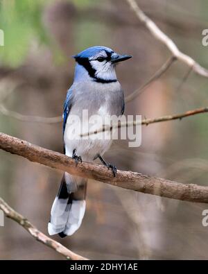 Foto d'archivio Blue Jay. Blue Jay appollaiato su un ramo con uno sfondo sfocato nell'ambiente e nell'habitat della foresta. Immagine. Immagine. Verticale. Guardando a. Foto Stock