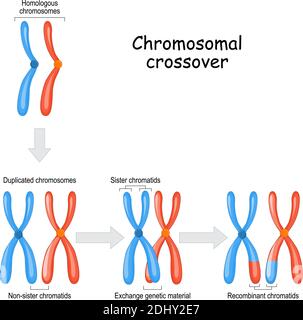 Crossover cromosomico. Cromosomi omologhi materni e paterni e materiale genetico di scambio in meiosi. Cromatidi gemellati e ricombinanti. Vettore Illustrazione Vettoriale
