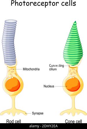 Anatomia del fotorecettore. Cellula di una retina nell'occhio. Le cellule coniche rispondono alla visione a colori e inviano segnali al cervello. Cella a barra Illustrazione Vettoriale