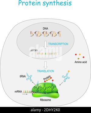 Sintesi proteica in ribosoma. Trascrizione e traduzione. Sintesi di mRNA da DNA nel nucleo. I ribosomi di decodifica mRNA Illustrazione Vettoriale