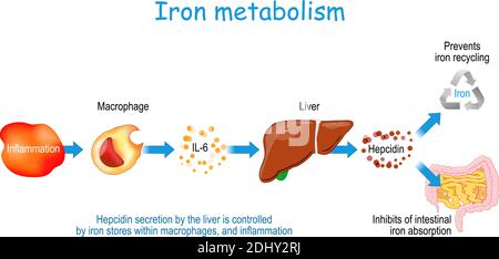 Hepcidin e metabolismo del ferro umano. La secrezione di Hepcidin da parte del fegato è controllata da depositi di ferro all'interno dei macrofagi, e l'infiammazione. Diagramma vettoriale Illustrazione Vettoriale