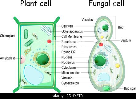 Cellula vegetale e struttura cellulare fungina (lievito). Sezione trasversale e anatomia della cellula. Tabella di biologia. Illustrazione vettoriale su sfondo bianco Illustrazione Vettoriale