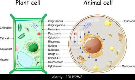 Cellula vegetale e struttura cellulare animale. Sezione trasversale e anatomia cellulare. Tabella di biologia. Illustrazione vettoriale su sfondo bianco. Diagramma dettagliato Illustrazione Vettoriale