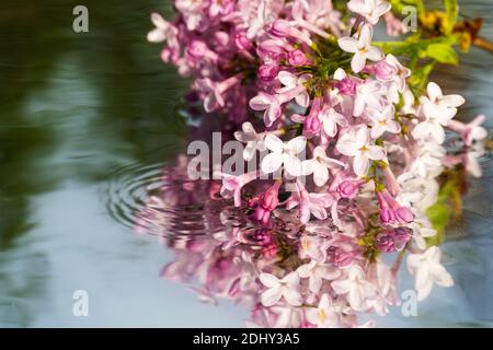 Un fiore lilla con gocce d'acqua tocca la superficie dell'acqua. Le increspature e il riflesso delle foglie, primo piano, fuoco selettivo Foto Stock