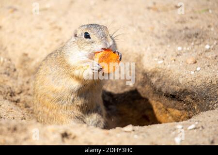 Scoiattolo di terra europeo, Spermophilus citellus, alias Souslik europeo. Piccolo roditore che mangia un piccolo pezzo di carota Foto Stock