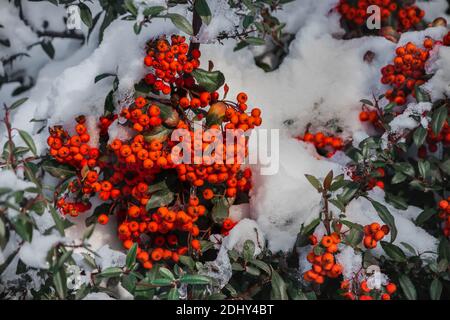 Rosso brillante rowan bacche e foglie verdi sui rami di alberi sotto la neve in inverno una giornata di sole. Prima di Natale e Anno Nuovo Foto Stock