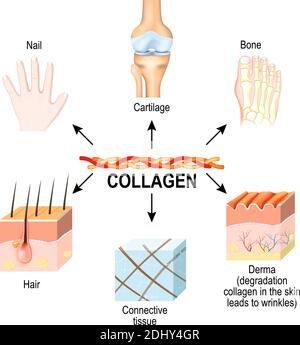 Il collagene è la principale proteina strutturale del: Tessuti connettivi, cartilagini, ossa, unghie, derma e capelli. Sintesi e tipi di collagene. Vettore Illustrazione Vettoriale