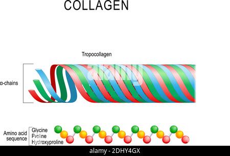 Collagene. Struttura molecolare. Tre polipeptidi si coprivano per formare il tropocollagene. I Tropocollagens si legano insieme per formare un fidro Illustrazione Vettoriale
