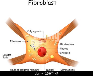 Struttura dei fibroblasti. Anatomia cellulare. Fibrille di collagene. Illustrazione vettoriale. Illustrazione Vettoriale