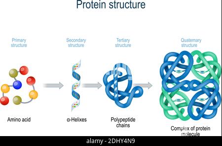 Livelli di struttura proteica dagli aminoacidi al complesso della molecola proteica. La proteina è un polimero (polipeptide) Illustrazione Vettoriale