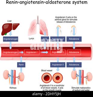 Sistema renina-angiotensina-aldosterone è un sistema fisiologico che regola la pressione sanguigna in risposta a variazioni del volume di sangue Illustrazione Vettoriale