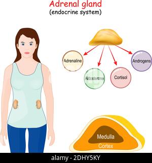 Ghiandola surrenale. Sistema endocrino umano. Struttura, posizione e funzione delle ghiandole soprarenali. Donna con clou della ghiandola surrenale Illustrazione Vettoriale